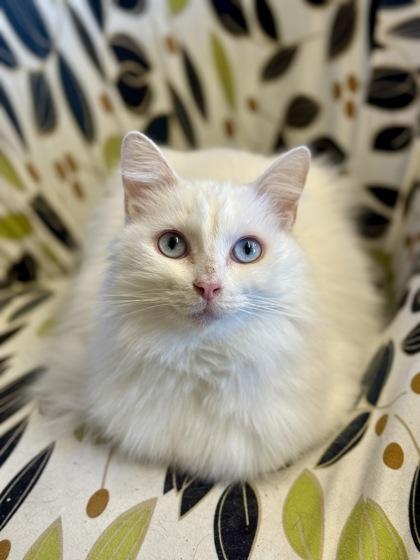 Priscilla, an adoptable Domestic Long Hair in Downers Grove, IL image 2/3