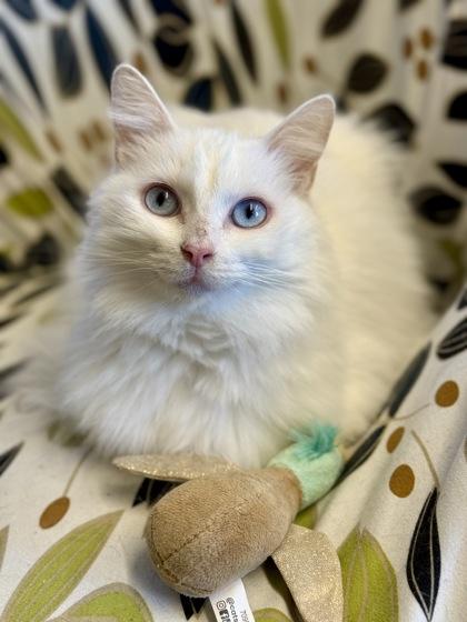 Priscilla, an adoptable Domestic Long Hair in Downers Grove, IL image 3/3