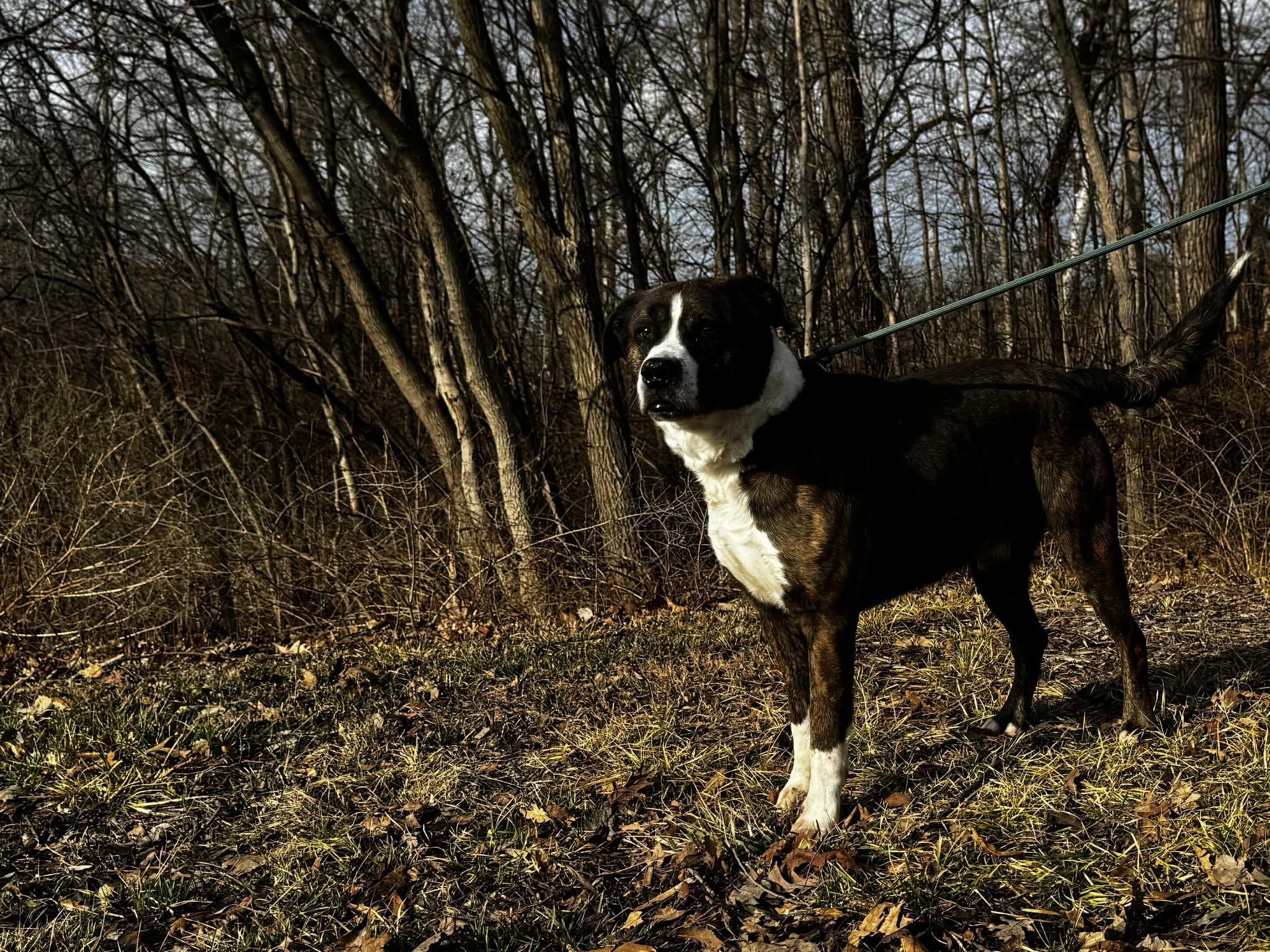 Enlarge dart, a ADOPTABLE mixed breed in MARION, IN image 1/3