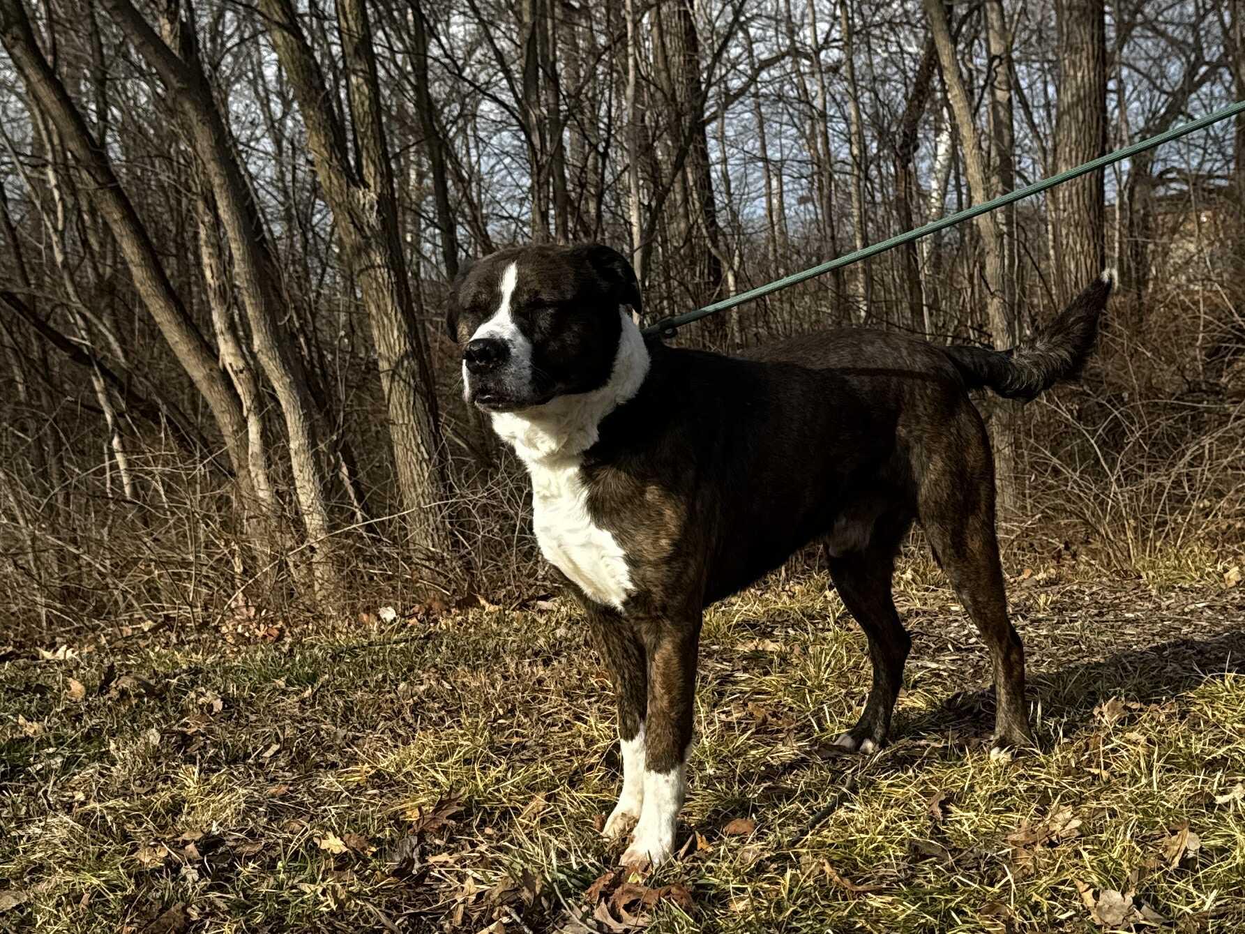 Enlarge dart, a ADOPTABLE mixed breed in MARION, IN image 3/3