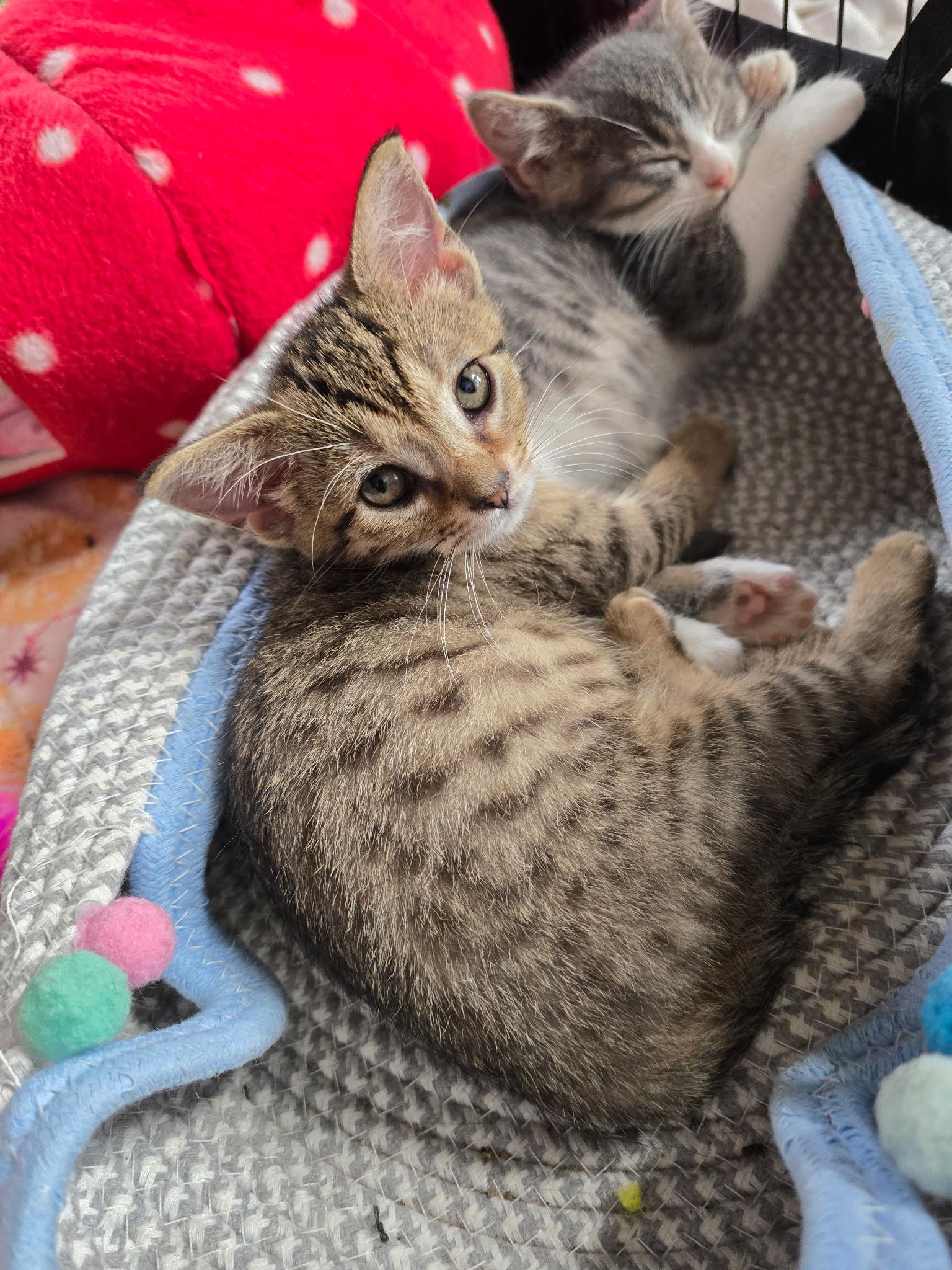 Little Rock - Available Soon, ADOPTABLE, Kitten Female Domestic Short Hair.
