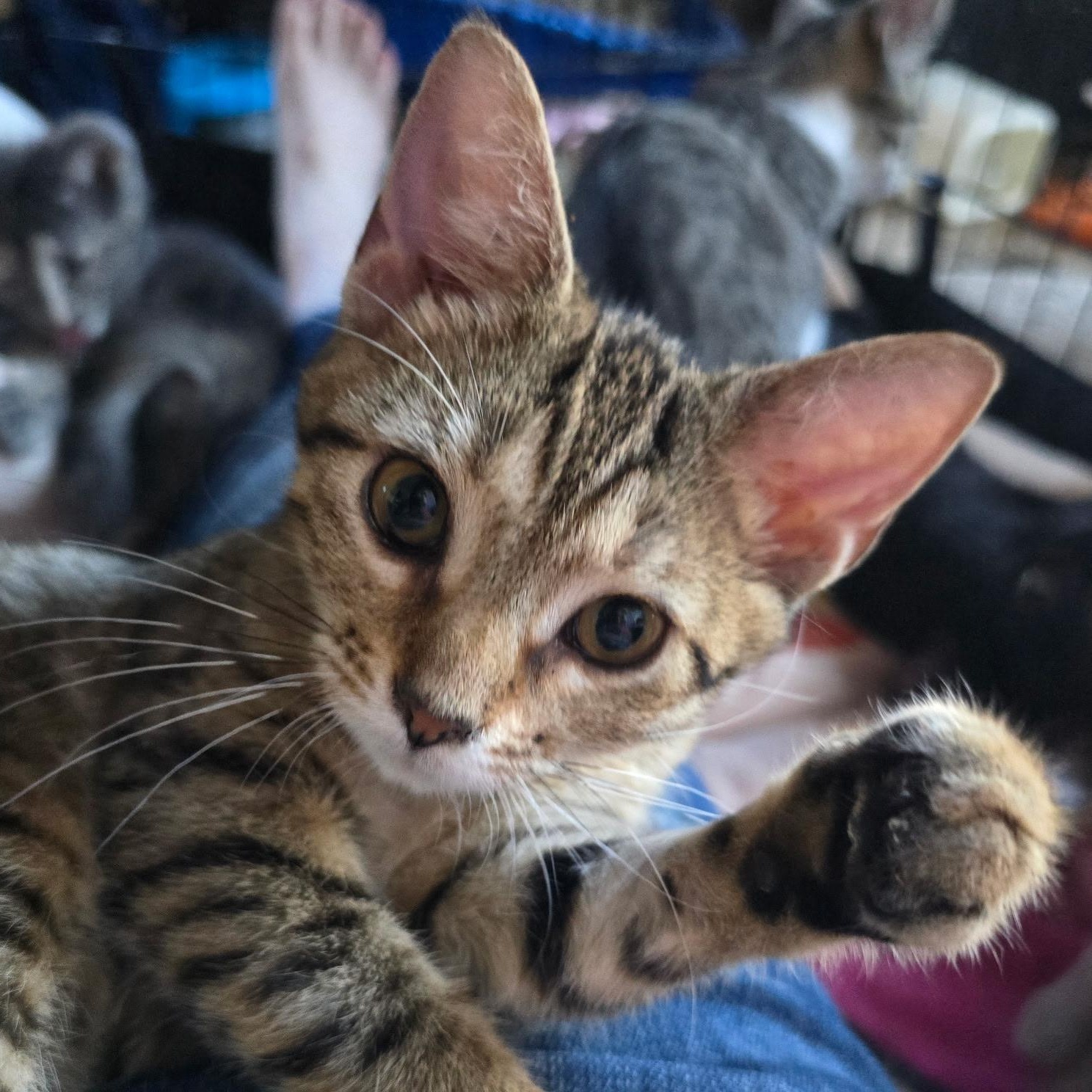 Enlarge Little Rock, a Adoptable Domestic Short Hair in Sauk City, WI image 2/4