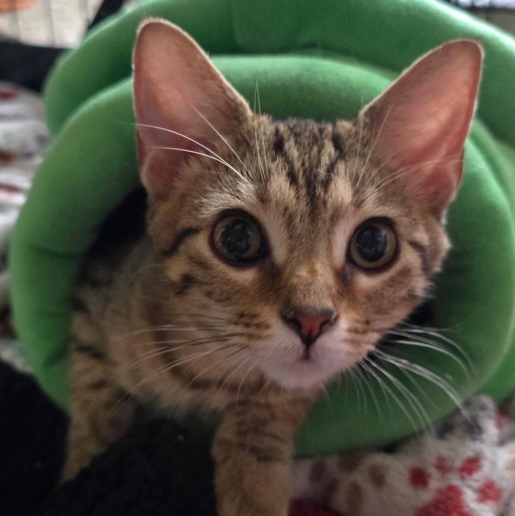 Enlarge Little Rock, a Adoptable Domestic Short Hair in Sauk City, WI image 4/4