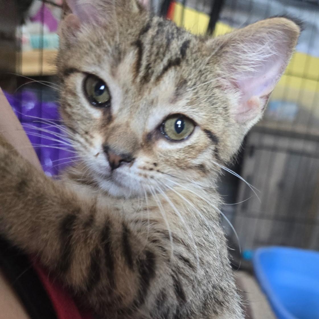 Little Rock - Available Soon, a ADOPTABLE Domestic Short Hair in Sauk City, WI image 2/2
