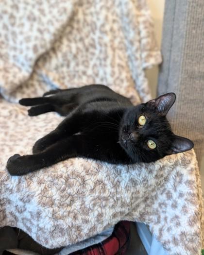 Patisserie Patty, Adoptable, Adult Female Domestic Short Hair & Domestic Short Hair.