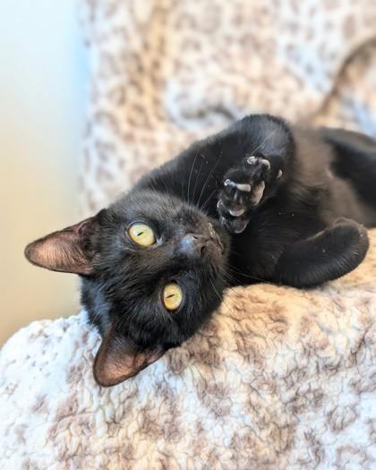 Enlarge Patisserie Patty, a Adoptable mixed breed in Saint Petersburg, FL image 3/3