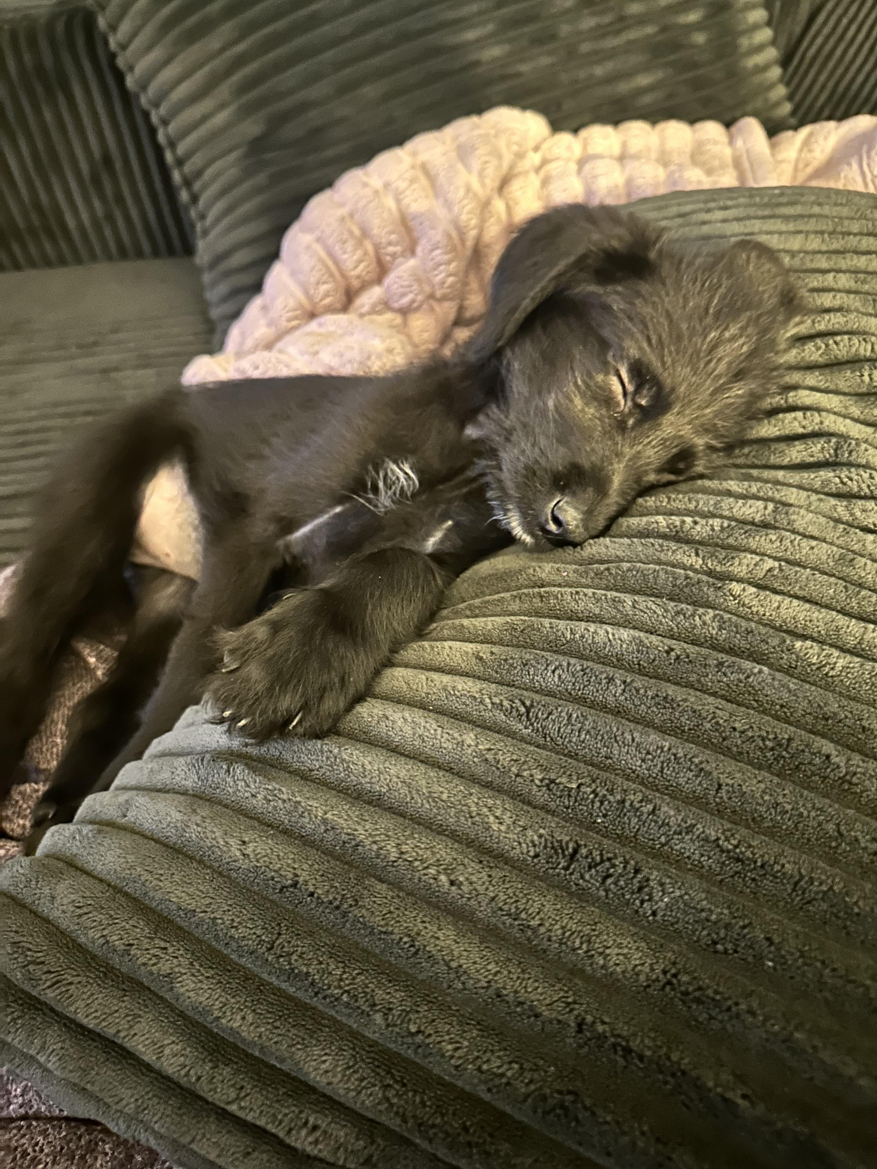 Buffy, an adoptable Labradoodle in Chicago, IL, 60641 | Photo Image 2