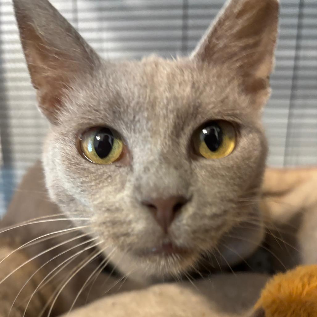 GHOST 1854RJ04, Adoptable, Young Male Domestic Short Hair.
