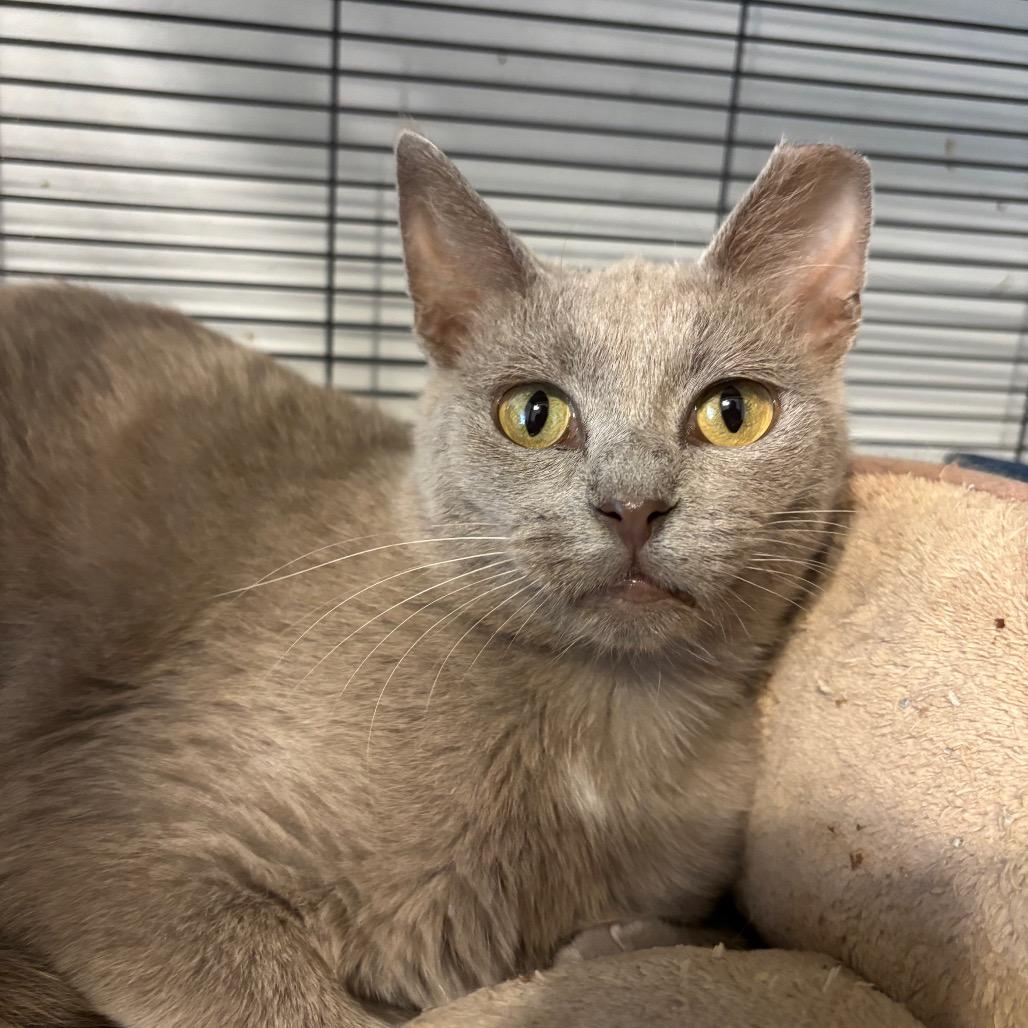 Enlarge GHOST 1854RJ04, a Adoptable Domestic Short Hair in Columbia, MO image 2/3