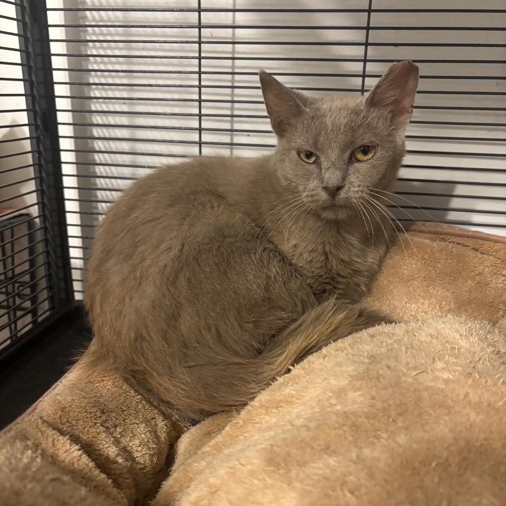 Enlarge GHOST 1854RJ04, a Adoptable Domestic Short Hair in Columbia, MO image 3/3