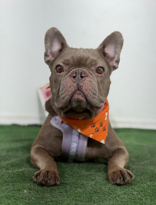 Choco McQueen, Adoptable, Adult Male French Bulldog & Mixed Breed.