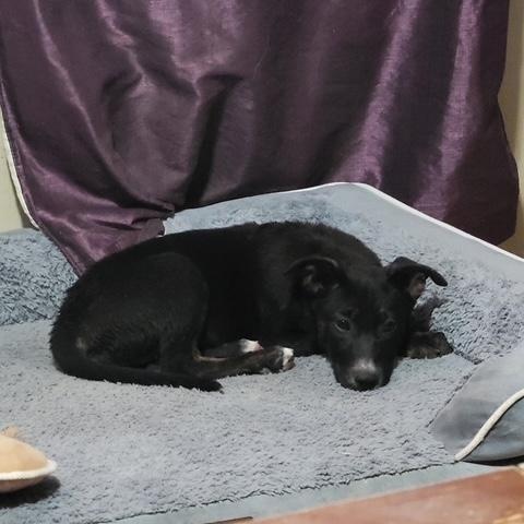 Lila 2