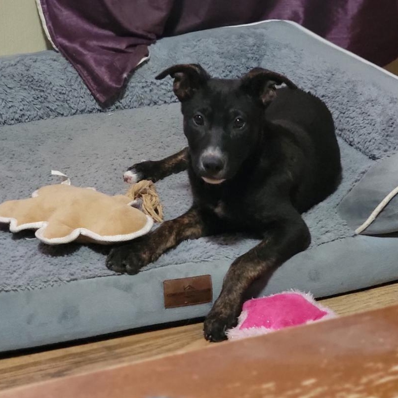 Lila