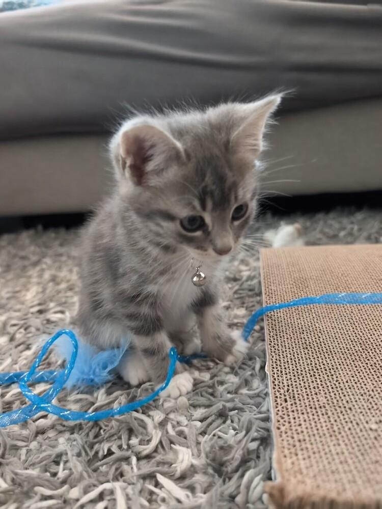 Enlarge Vegeta, a Adoptable mixed breed in Pacifica, CA image 2/4