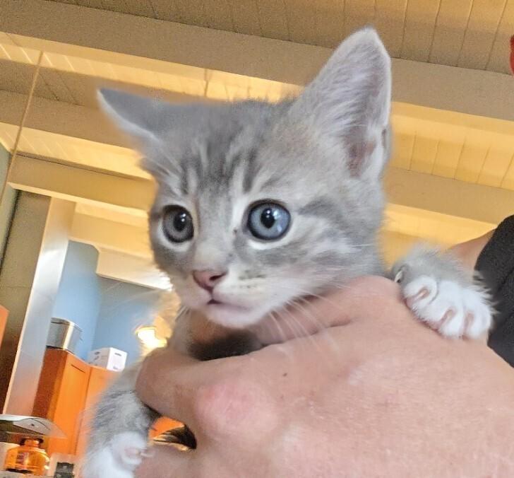 Enlarge Vegeta, a Adoptable mixed breed in Pacifica, CA image 3/4