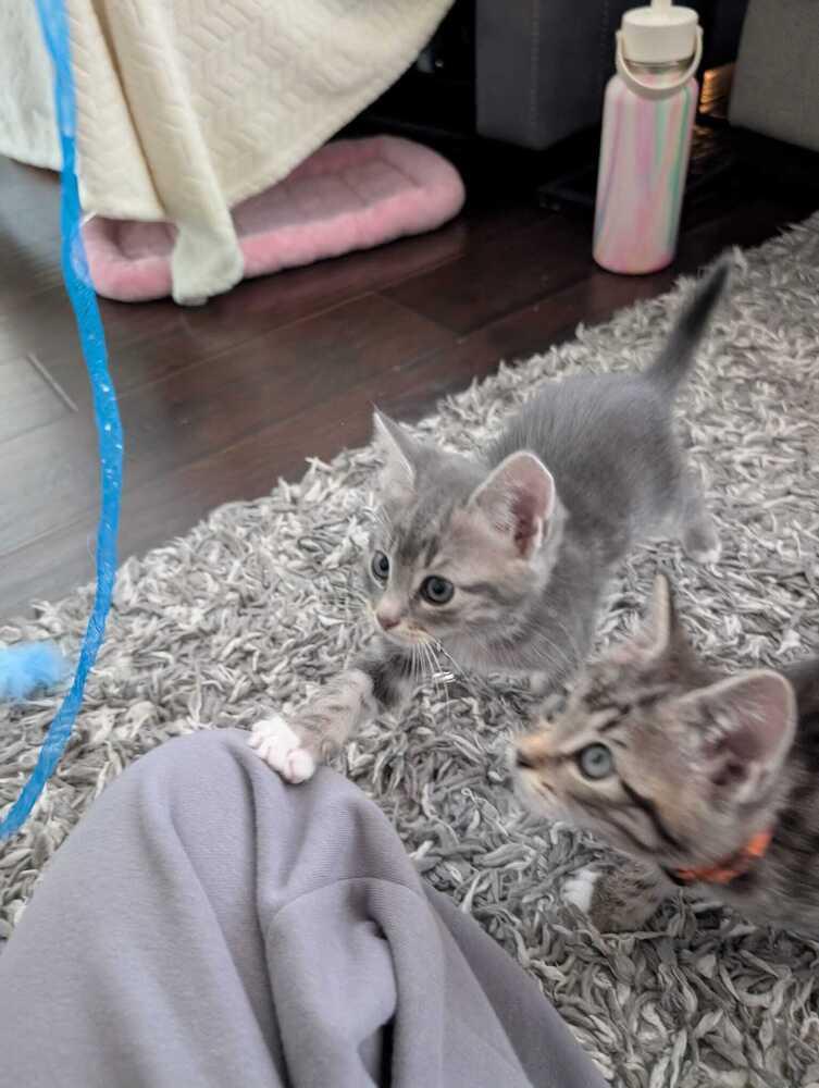 Enlarge Vegeta, a Adoptable mixed breed in Pacifica, CA image 4/4