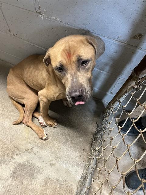 Enlarge HERMES, a Adoptable mixed breed in Chester, SC image 1/1