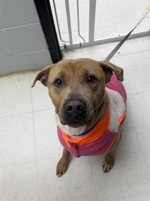 HERMES, Adoptable, Young Male American Staffordshire Terrier & Mixed Breed.