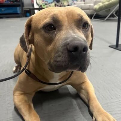 Reese, Adoptable, Adult Female Pit Bull Terrier & Mixed Breed.