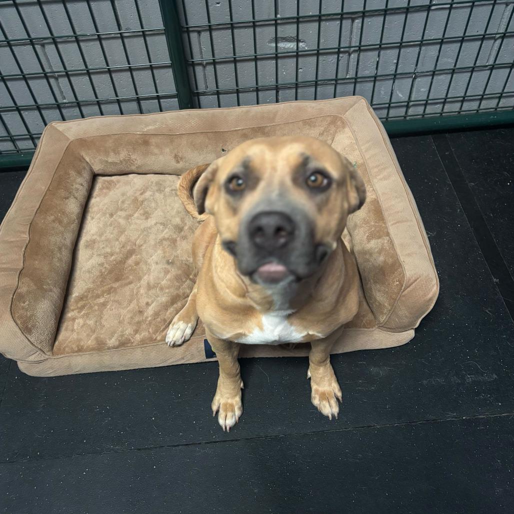 Reese, a Adoptable mixed breed in Turlock, CA image 3/6