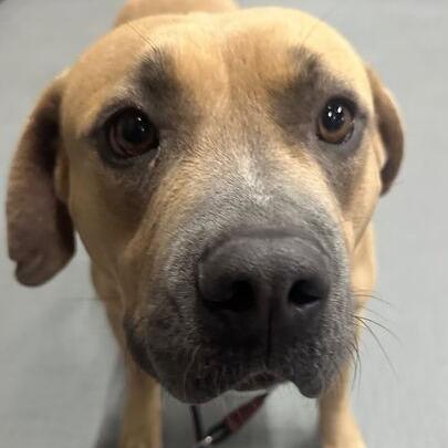 Reese, a Adoptable mixed breed in Turlock, CA image 4/6