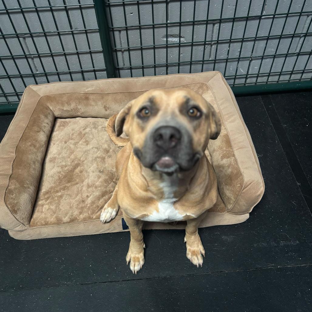 Reese, a Adoptable mixed breed in Turlock, CA image 5/6