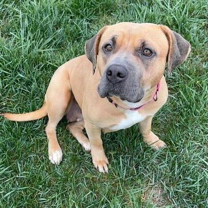 Reese, a Adoptable mixed breed in Turlock, CA image 6/6