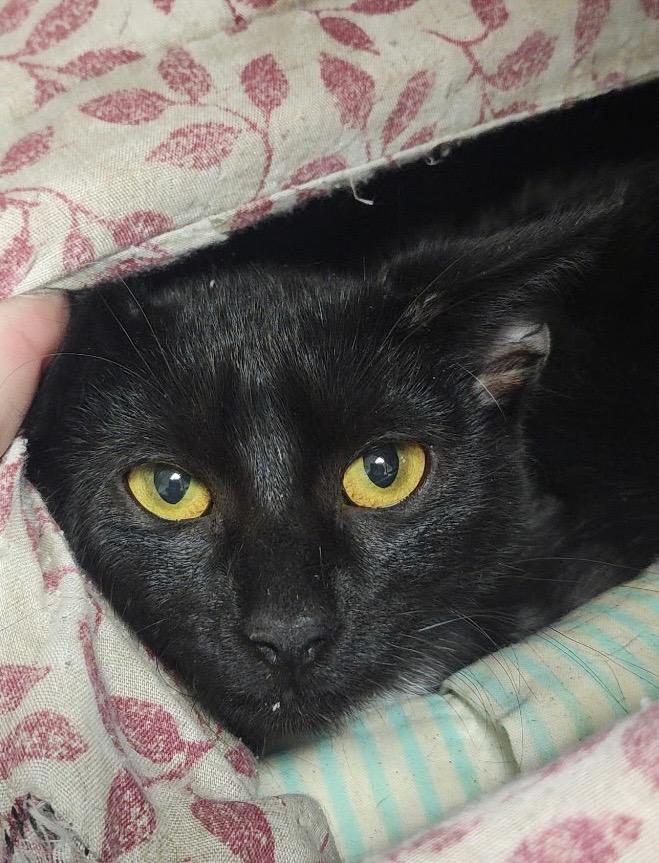 Midnight, Adoptable, Young Female Domestic Short Hair.