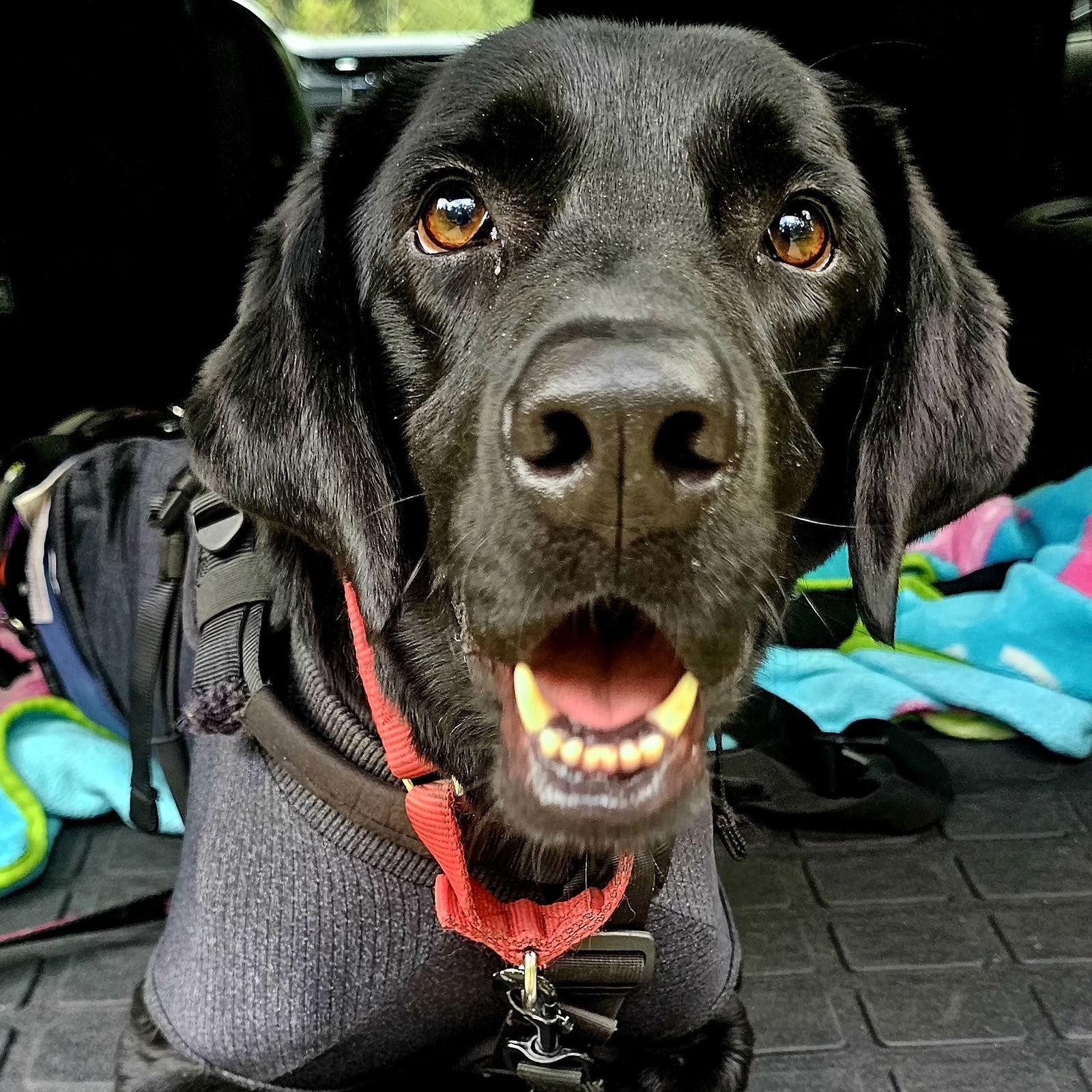 Enlarge Buddy, a Adoptable Labrador Retriever in Brooklyn Center, MN image 1/3