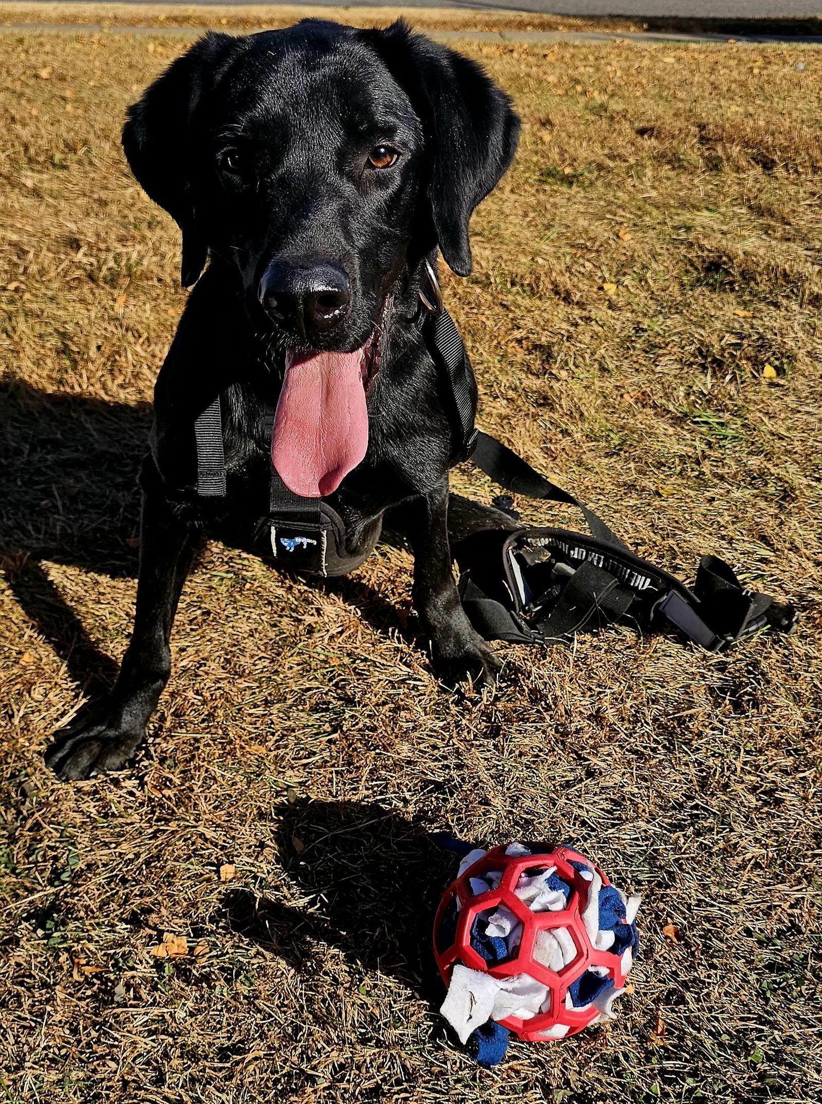 Enlarge Buddy, a Adoptable Labrador Retriever in Brooklyn Center, MN image 2/3