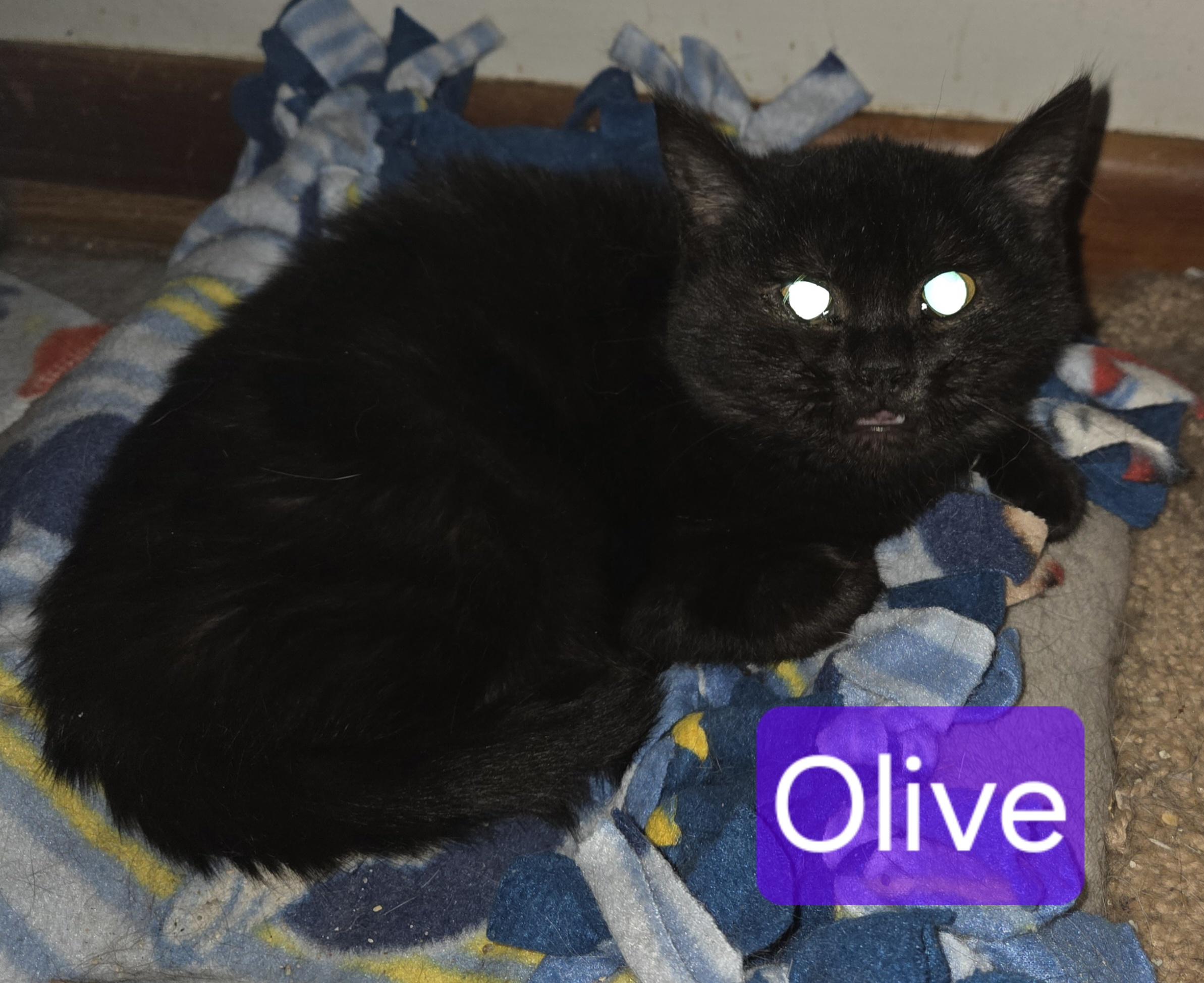 Enlarge Olive, a ADOPTABLE Domestic Medium Hair in Greensburg, PA image 1/1