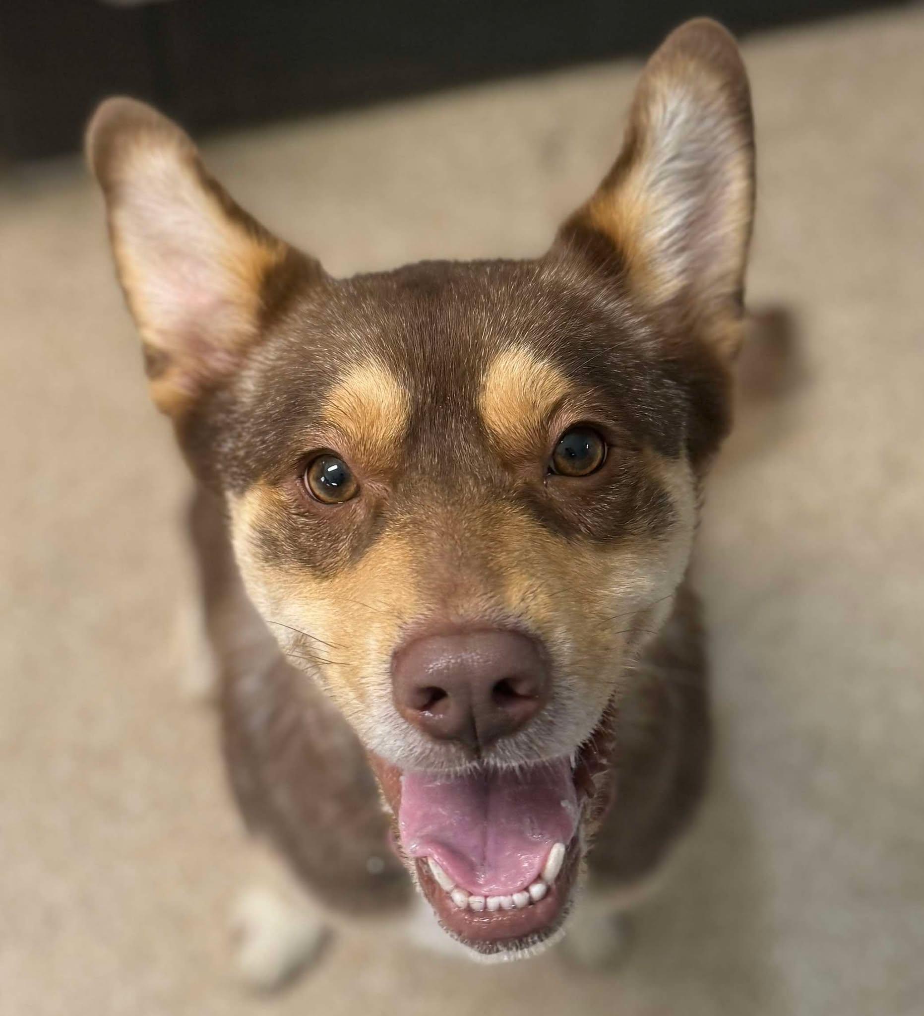 Mia, a Adoptable mixed breed in Sunderland, MD image 5/5