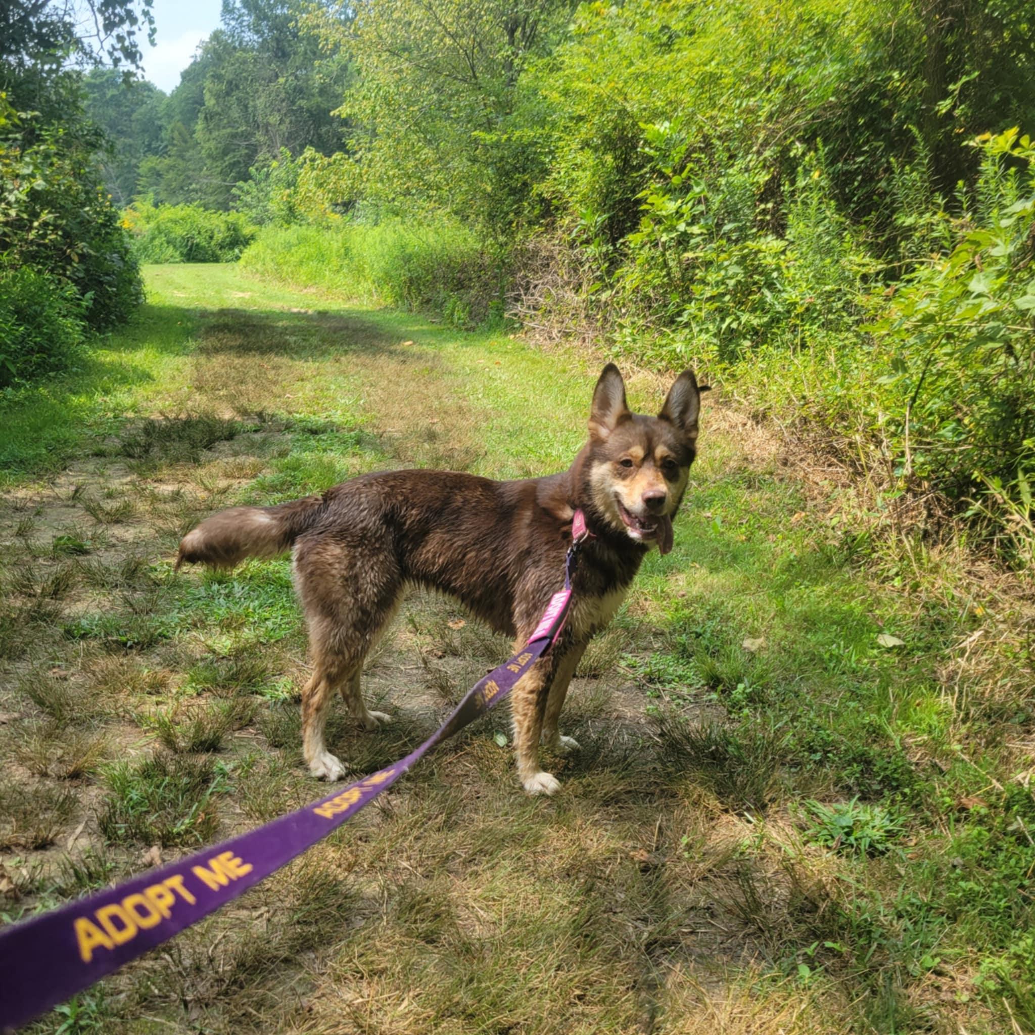 Mia, a Adoptable mixed breed in Sunderland, MD image 2/5