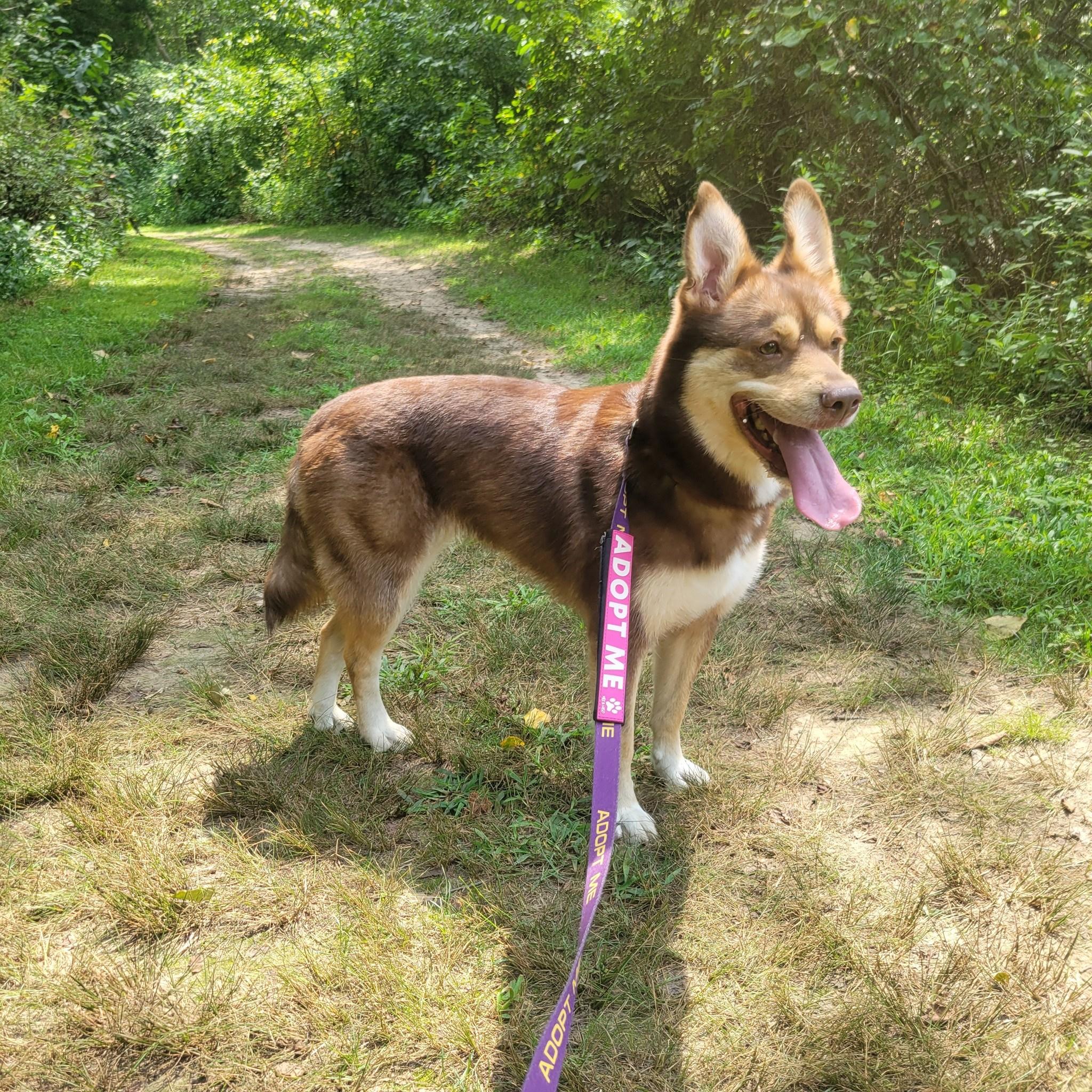 Mia, Adoptable, Adult Female Husky.