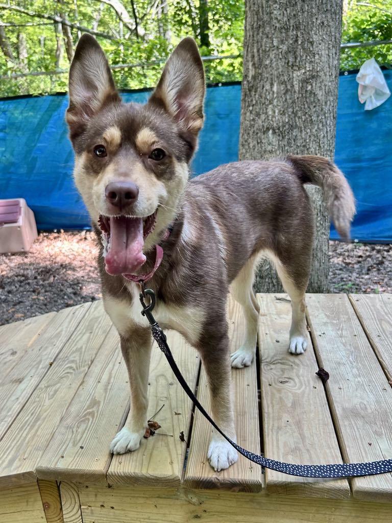 Mia, a Adoptable mixed breed in Sunderland, MD image 3/5