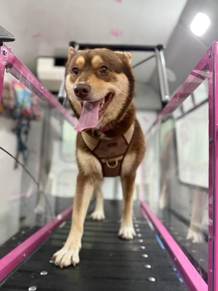 Mia, a Adoptable mixed breed in Sunderland, MD image 4/5