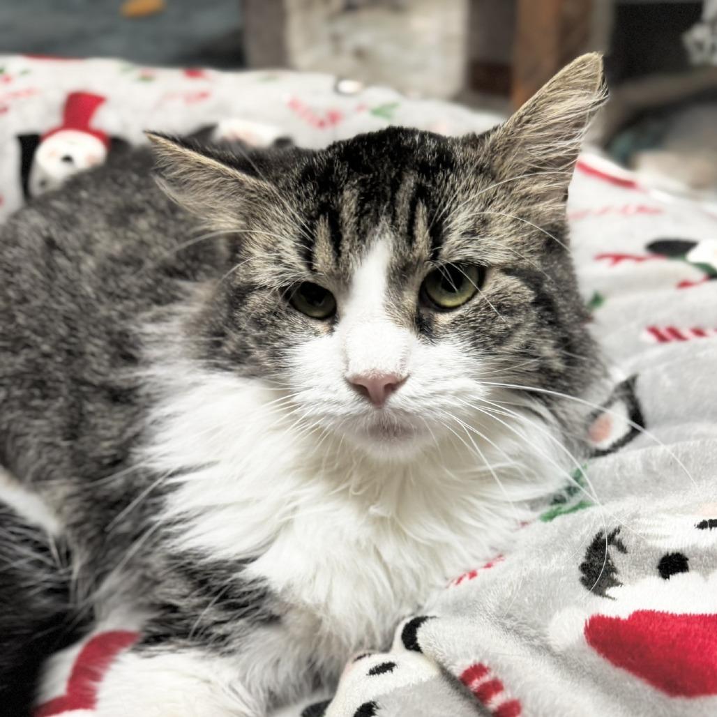 Enlarge Daisy, a Adoptable Domestic Long Hair in Kittanning, PA image 1/4