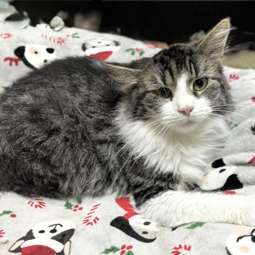 Enlarge Daisy, a Adoptable Domestic Long Hair in Kittanning, PA image 2/4