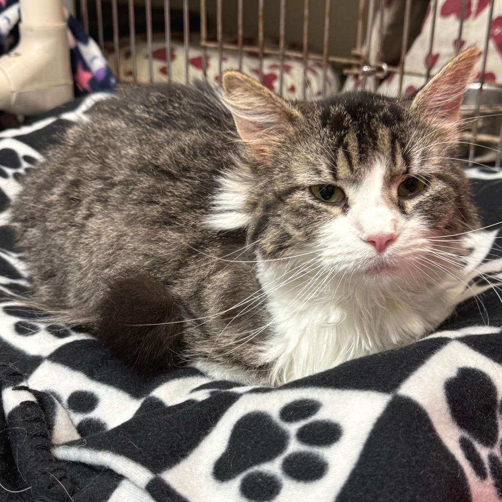 Enlarge Daisy, a Adoptable Domestic Long Hair in Kittanning, PA image 2/4