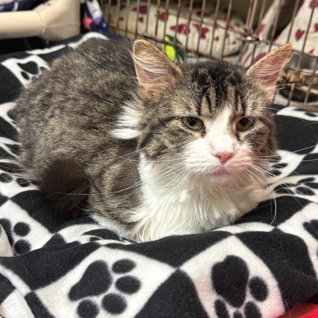 Enlarge Daisy, a Adoptable Domestic Long Hair in Kittanning, PA image 3/4