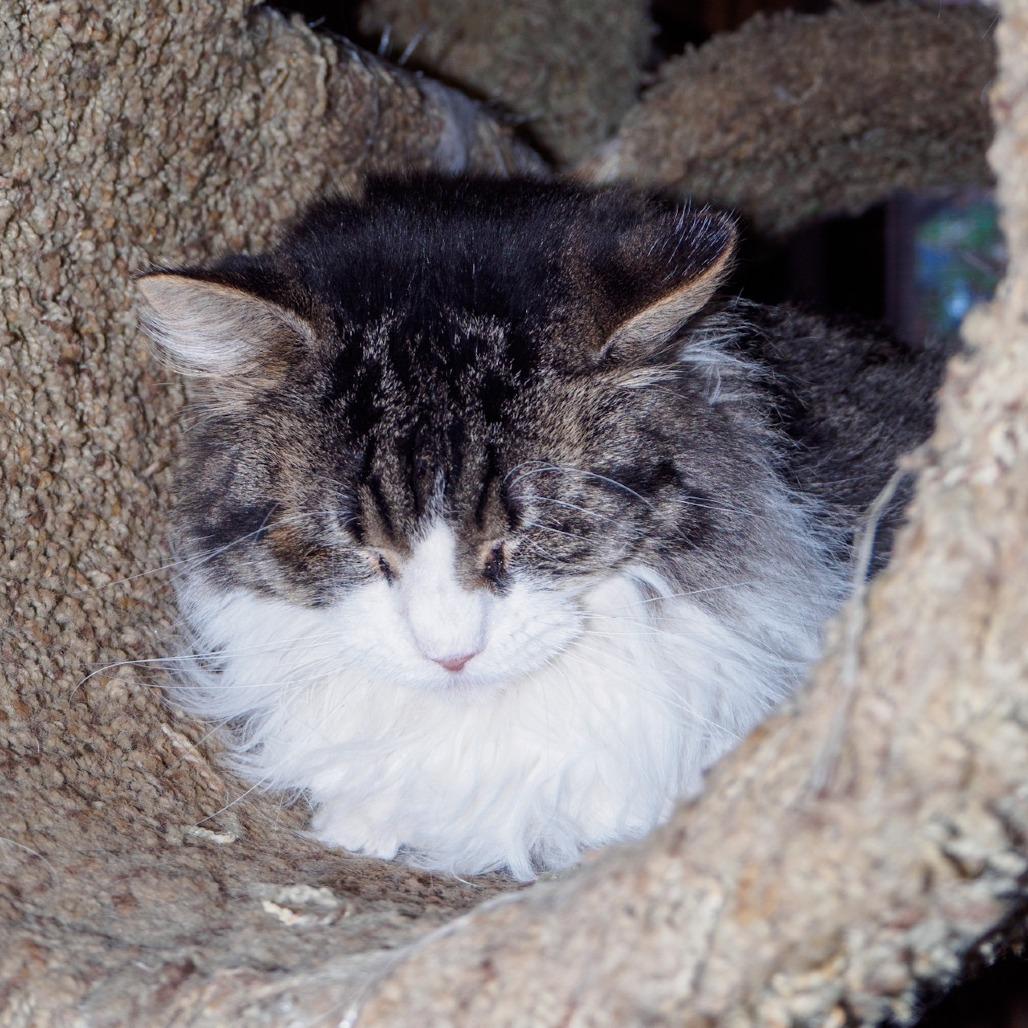Enlarge Daisy, a Adoptable Domestic Long Hair in Kittanning, PA image 3/4