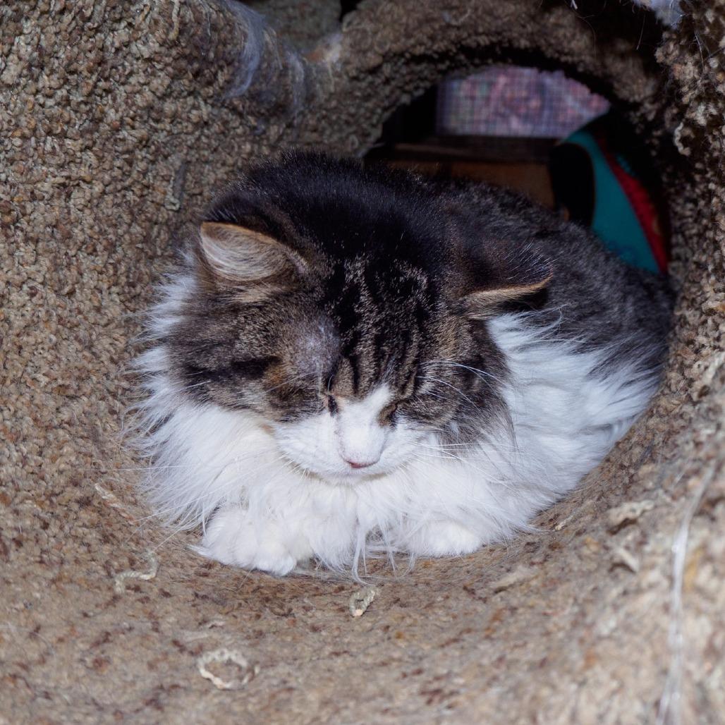 Enlarge Daisy, a Adoptable Domestic Long Hair in Kittanning, PA image 4/4
