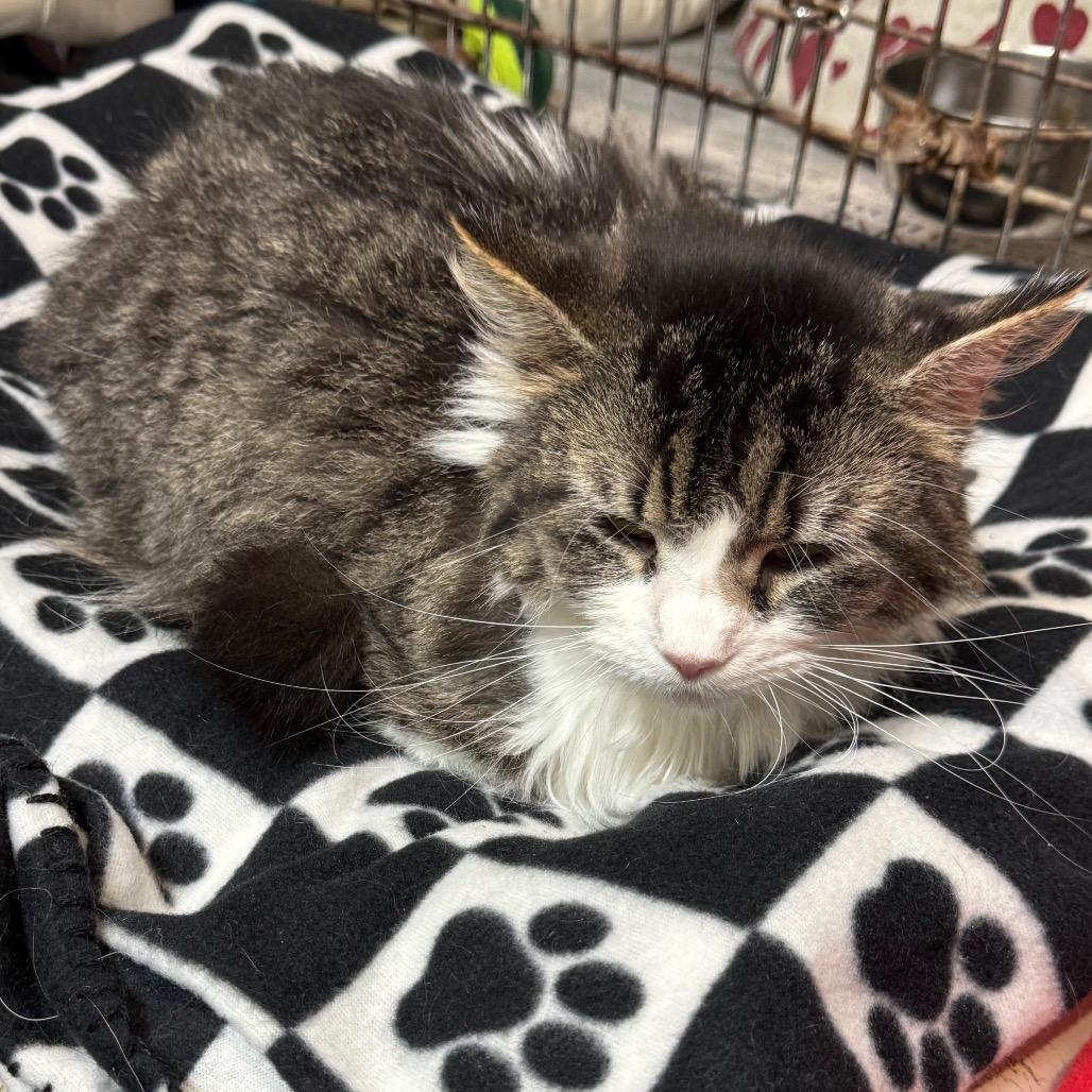 Enlarge Daisy, a Adoptable Domestic Long Hair in Kittanning, PA image 4/4