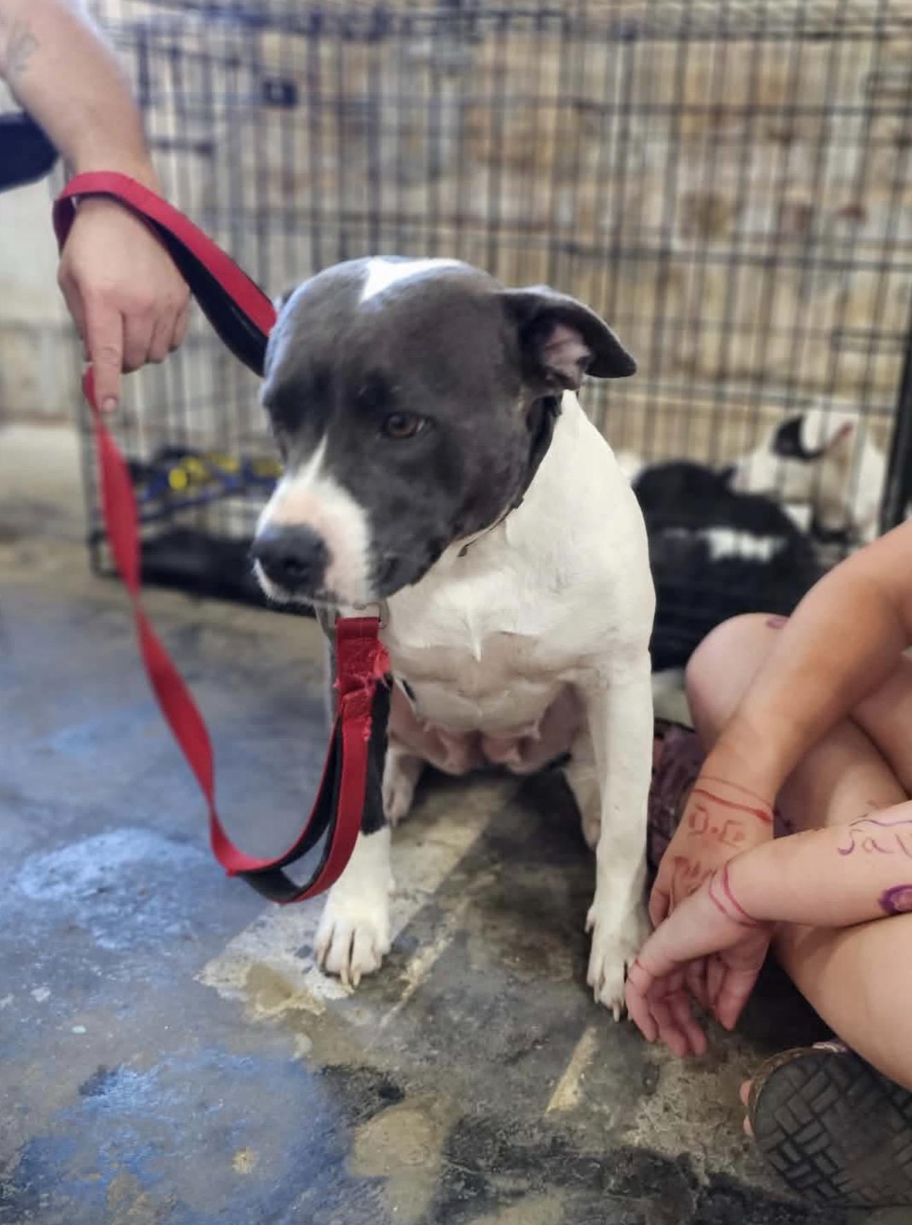 Enlarge Athena, a Adoptable mixed breed in OKLAHOMA CITY, OK image 3/3