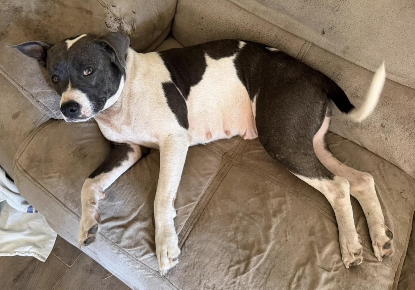 Athena, Adoptable, Young Female Pit Bull Terrier.