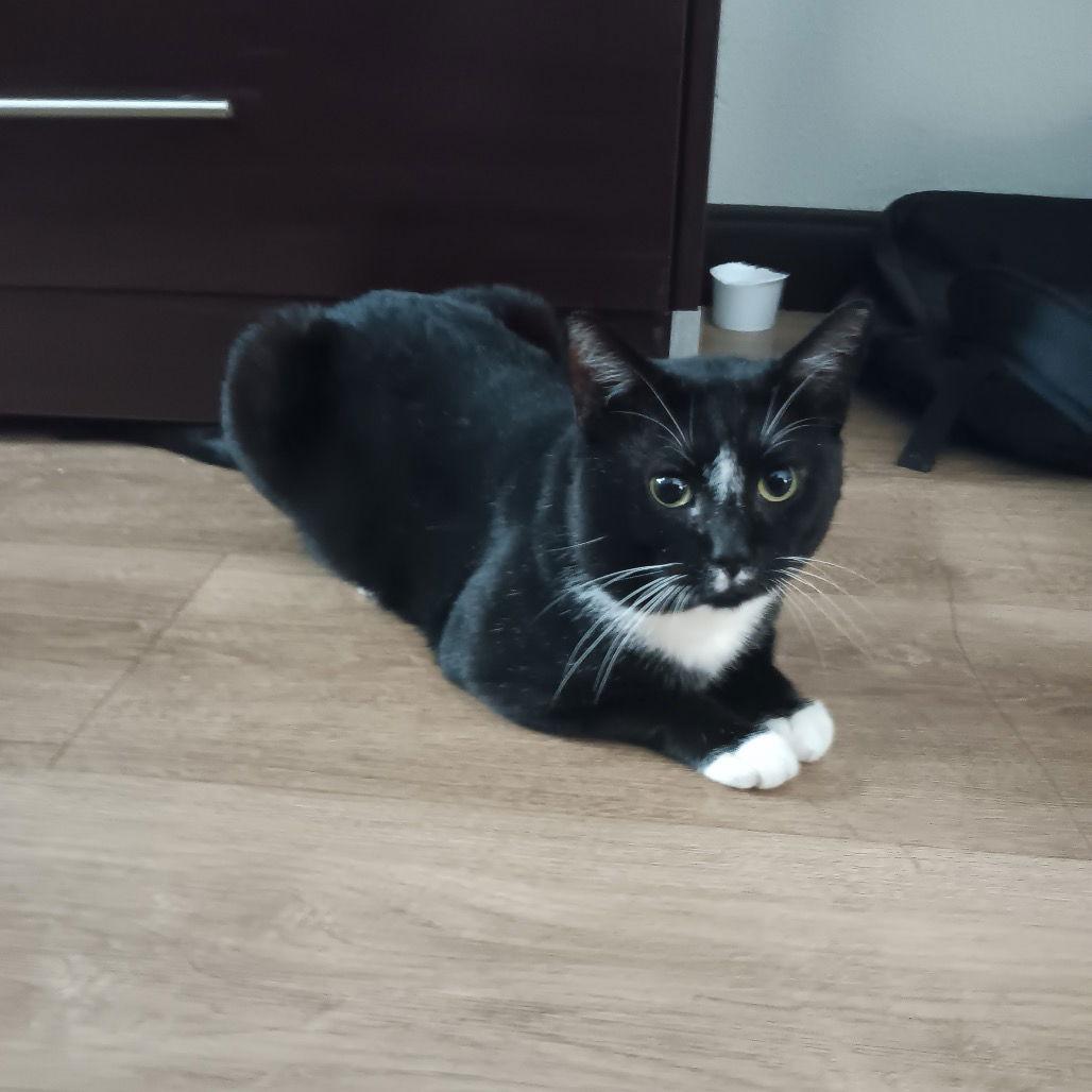 Enlarge Zigzag, a Adoptable Domestic Short Hair in Dallas, TX image 1/3