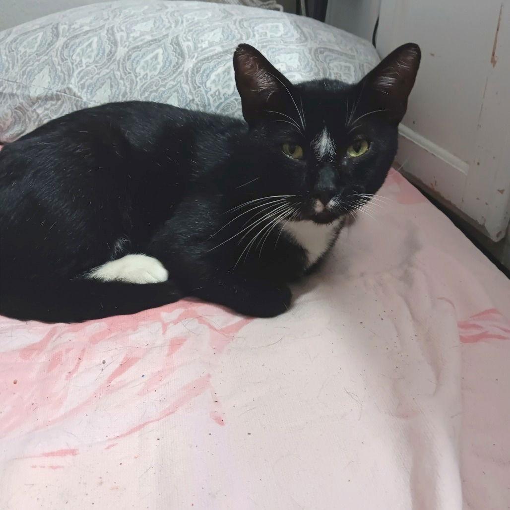 Enlarge Zigzag, a Adoptable Domestic Short Hair in Dallas, TX image 2/3