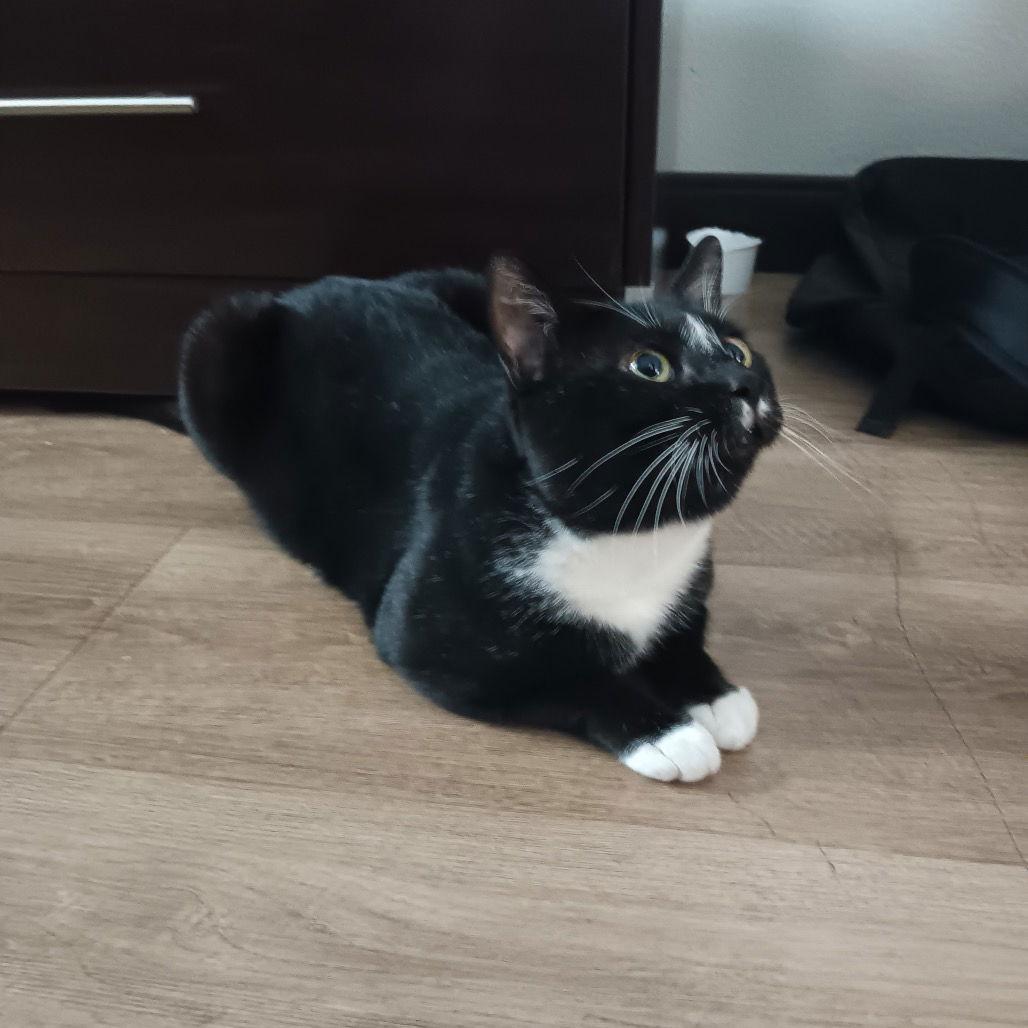 Enlarge Zigzag, a Adoptable Domestic Short Hair in Dallas, TX image 3/3