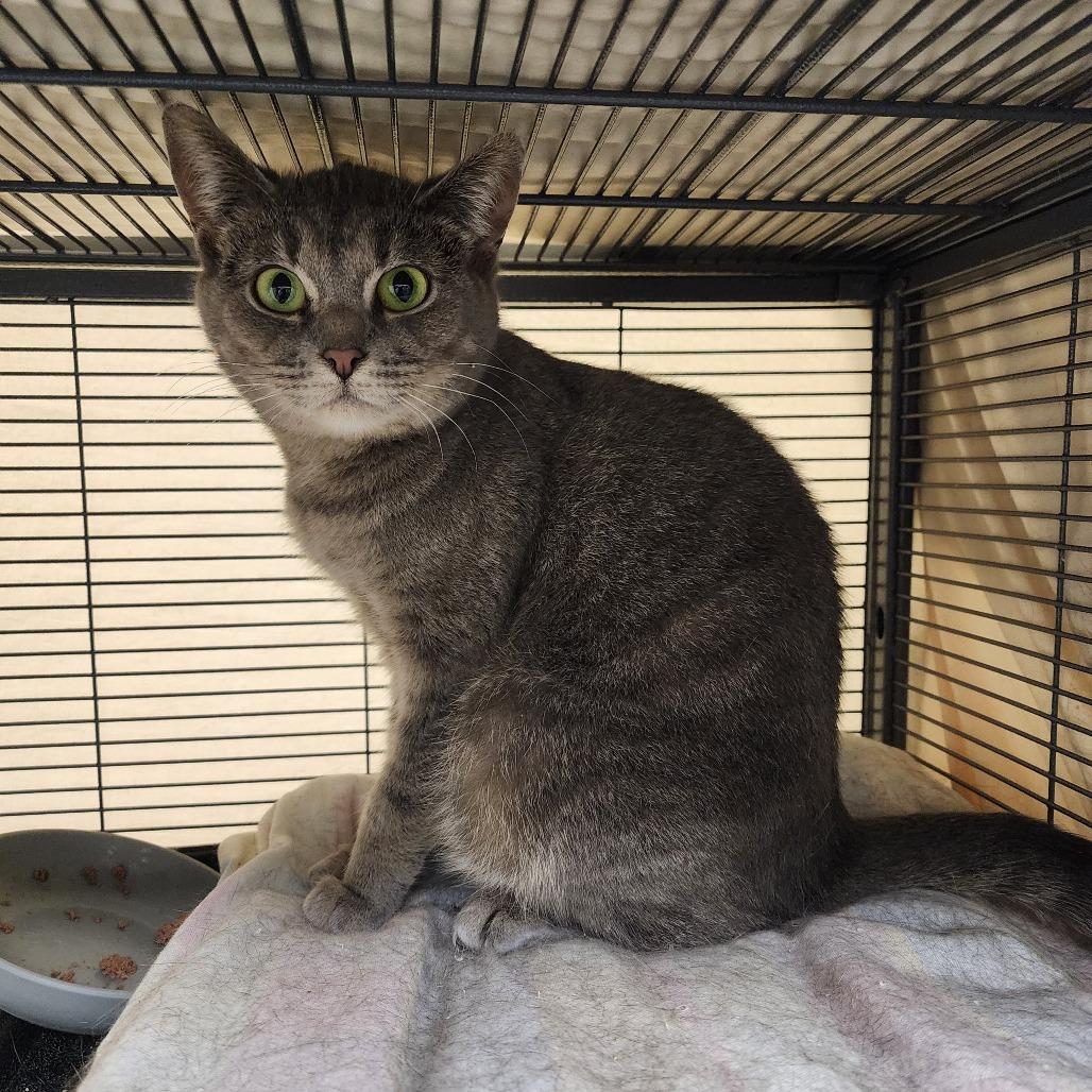 Phoebe, Adoptable, Adult Female Domestic Short Hair.