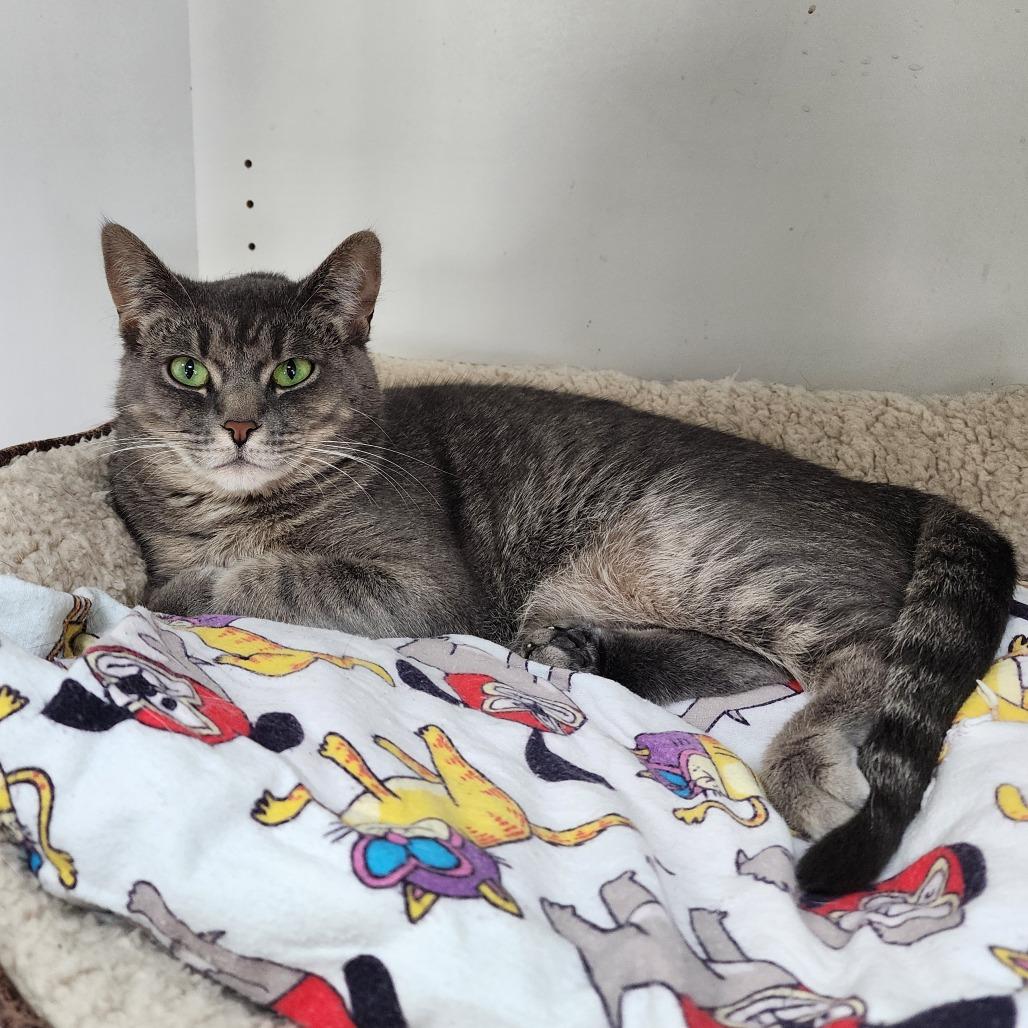 Enlarge Phoebe, a Adoptable Domestic Short Hair in Monroe, MI image 2/3